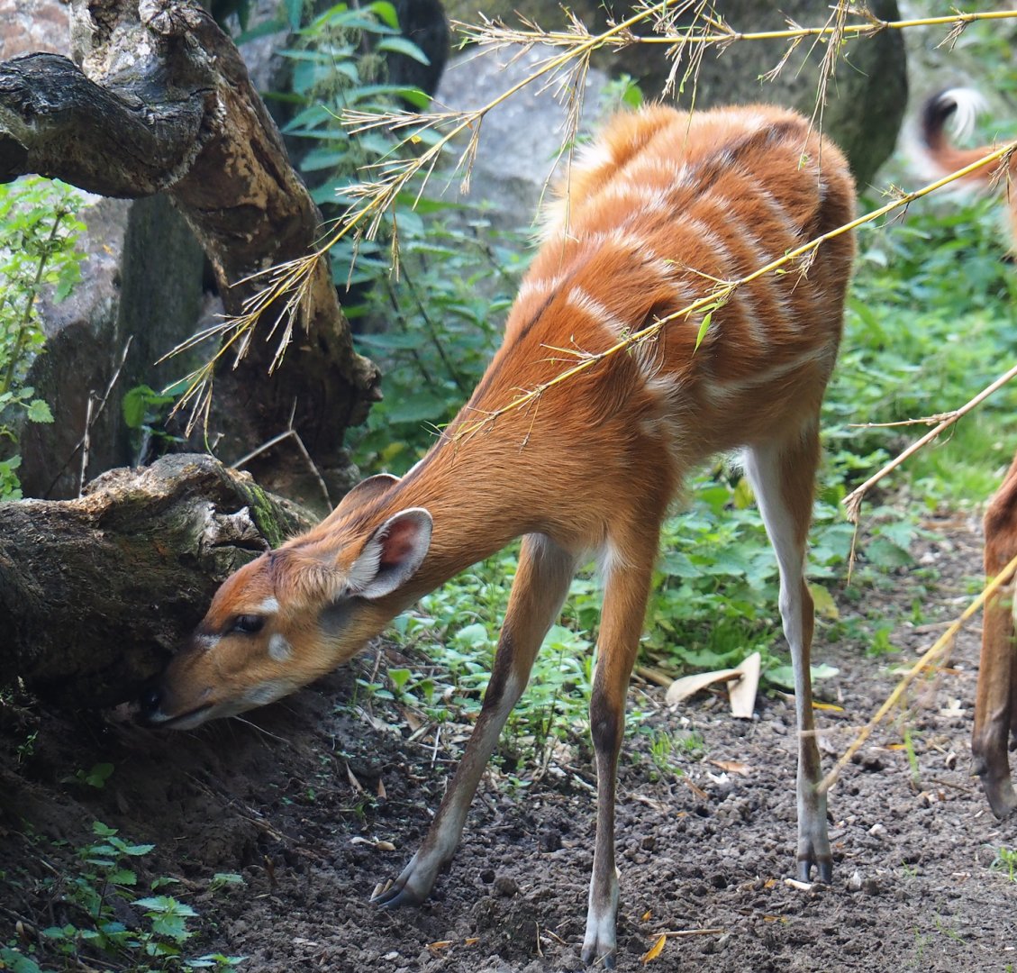 Western sitatunga (Tragelaphus spekii gratus), 2023-08-15