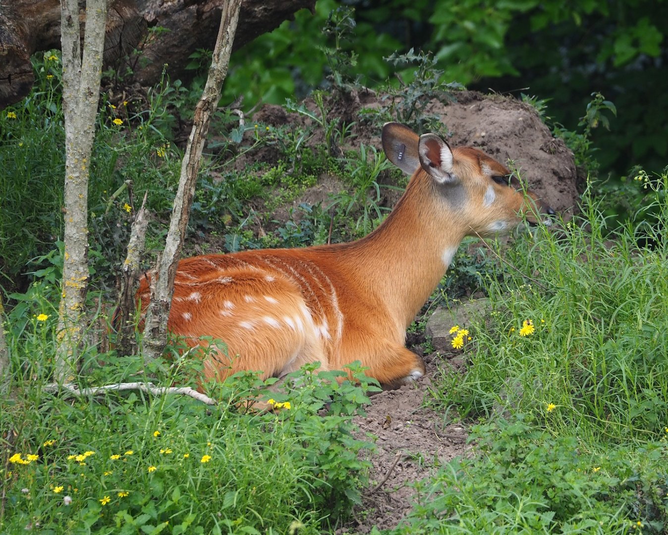 Western sitatunga (Tragelaphus spekii gratus), 2023-08-15