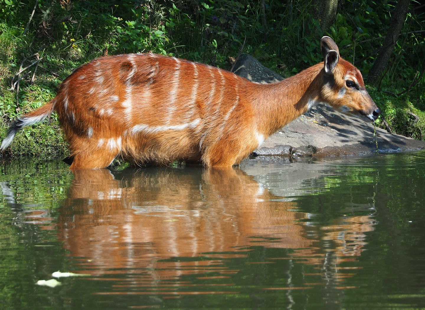 Western sitatunga (Tragelaphus spekii gratus), 2023-08-15