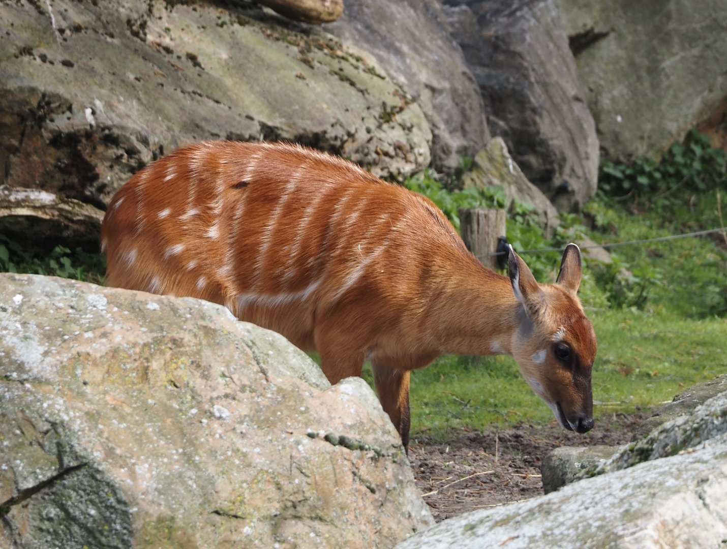 Western sitatunga (Tragelaphus spekii gratus), 2024-04-06