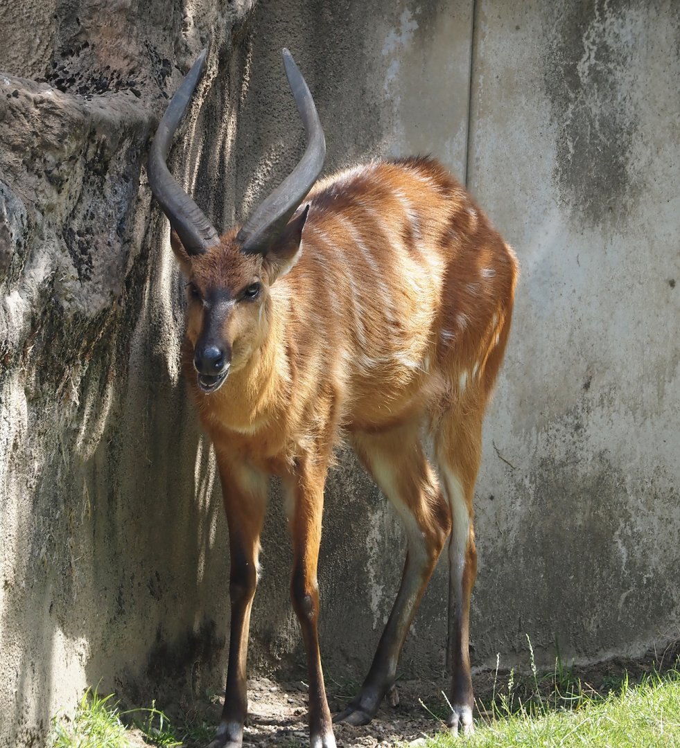 Western sitatunga (Tragelaphus spekii gratus), 2024-08-05