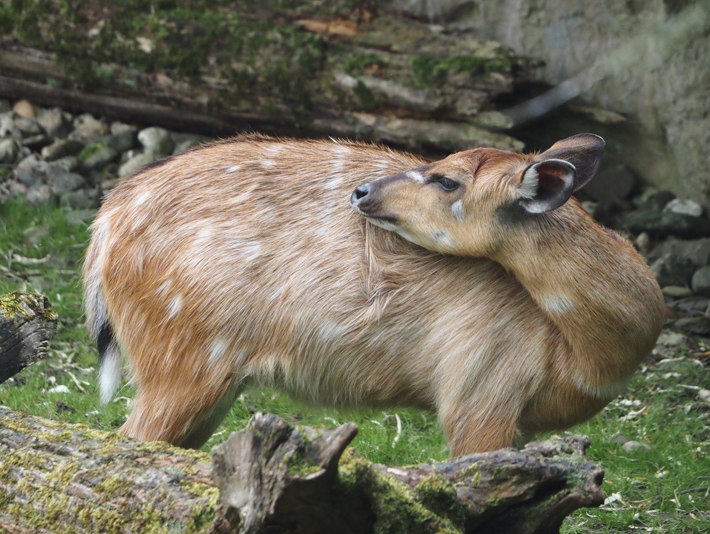 Western sitatunga (Tragelaphus spekii gratus), 2024-08-05