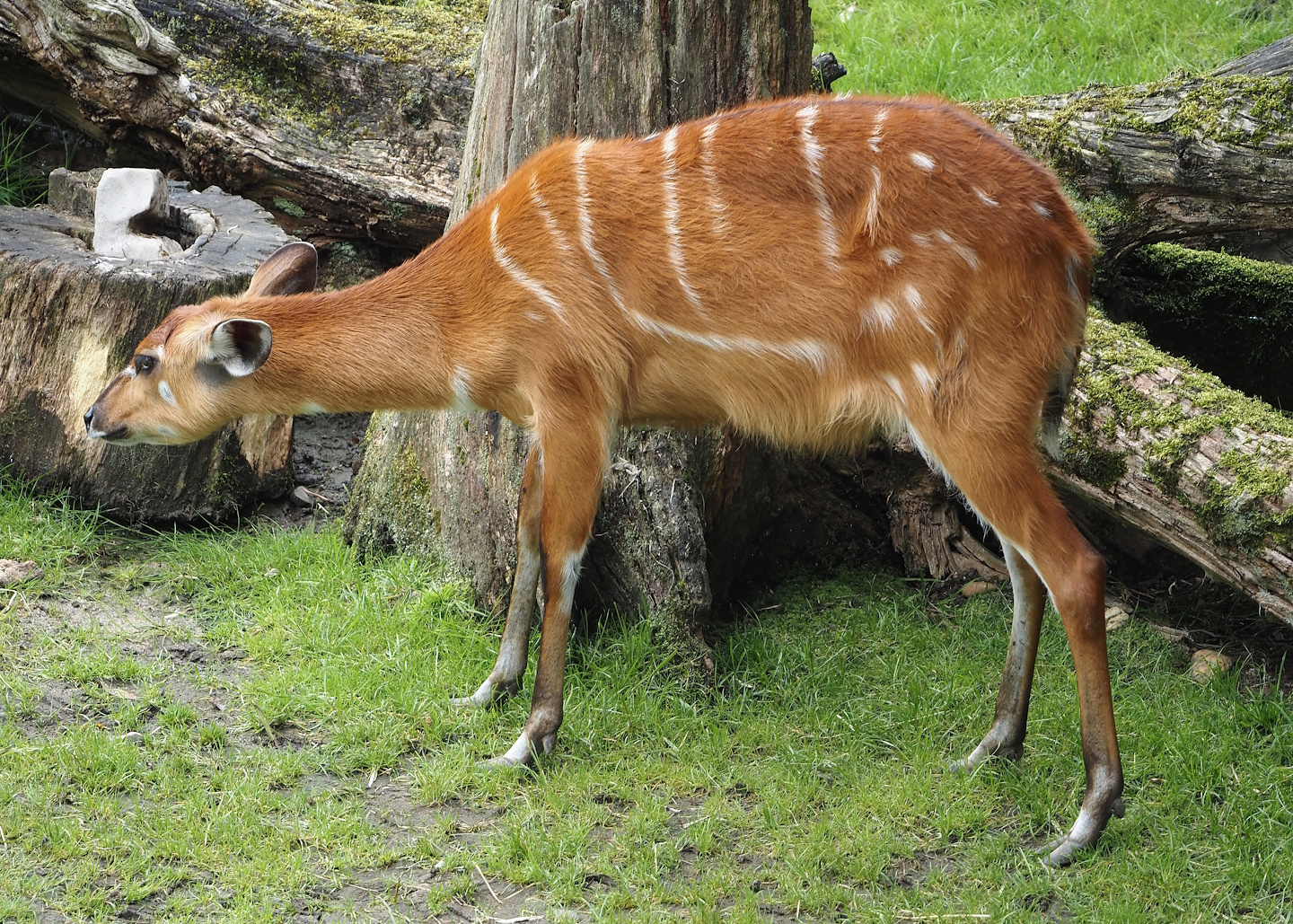 Western sitatunga (Tragelaphus spekii gratus), 2024-08-05