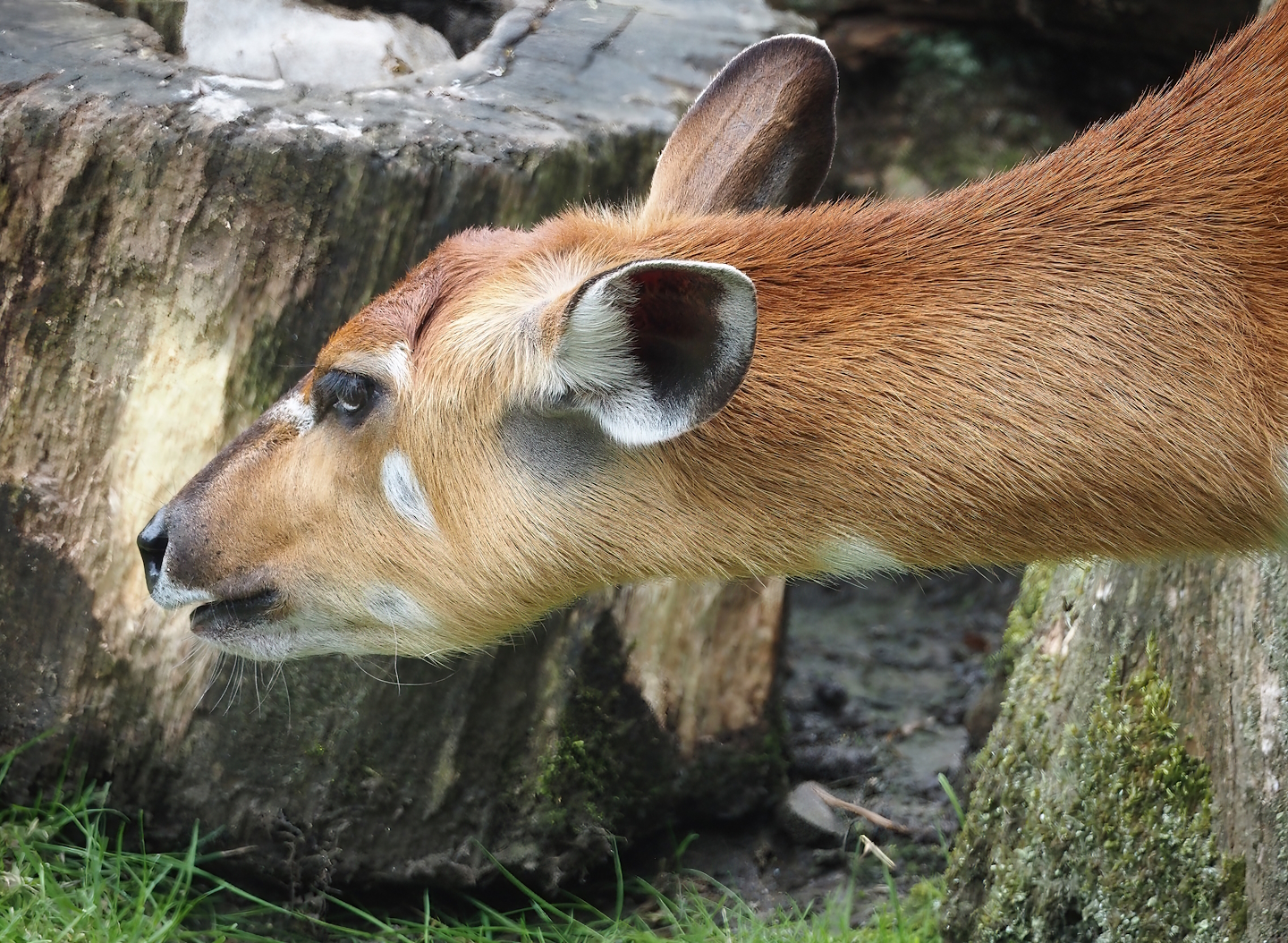 Western sitatunga (Tragelaphus spekii gratus), 2024-08-05