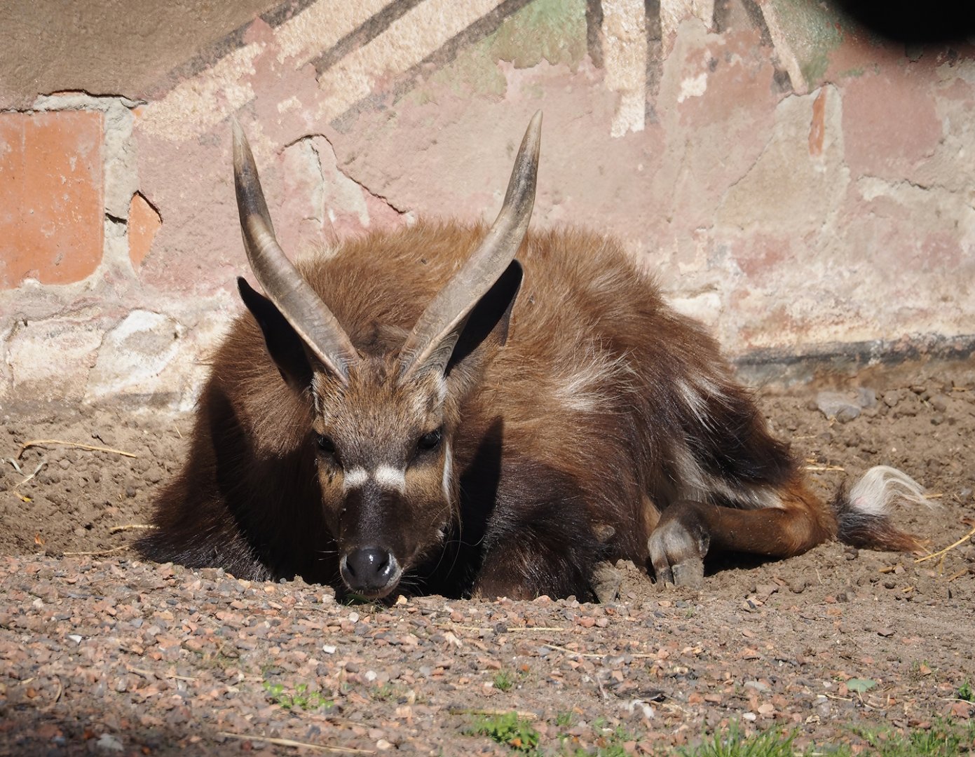 Western sitatunga (Tragelaphus spekii gratus), 2024-09-17