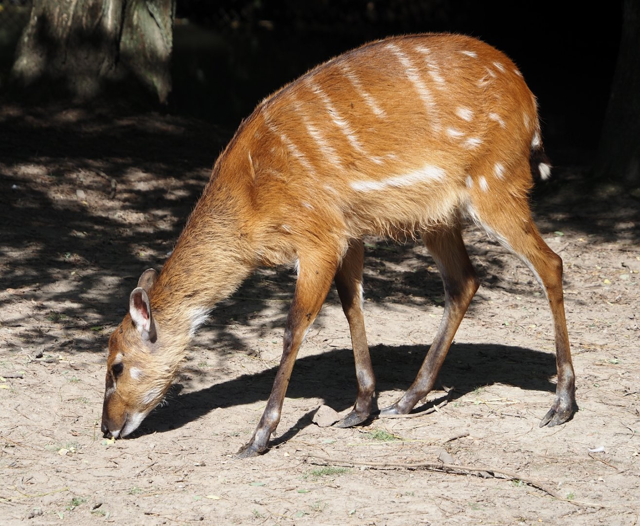 Western sitatunga (Tragelaphus spekii gratus), 2024-09-17