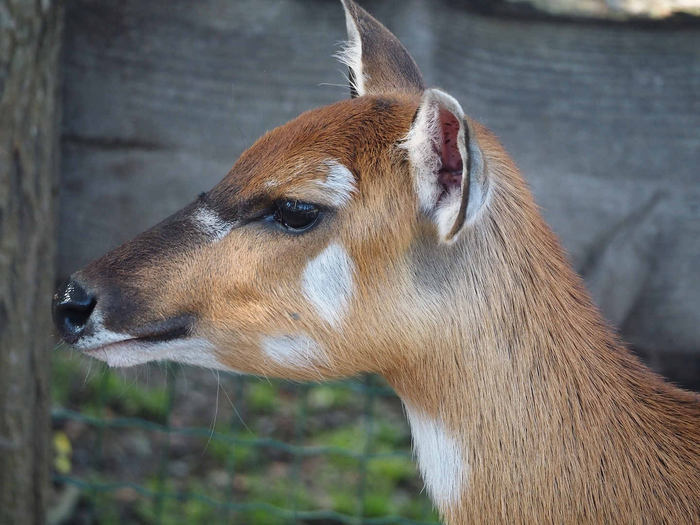 Western sitatunga (Tragelaphus spekii gratus), 2024-09-17