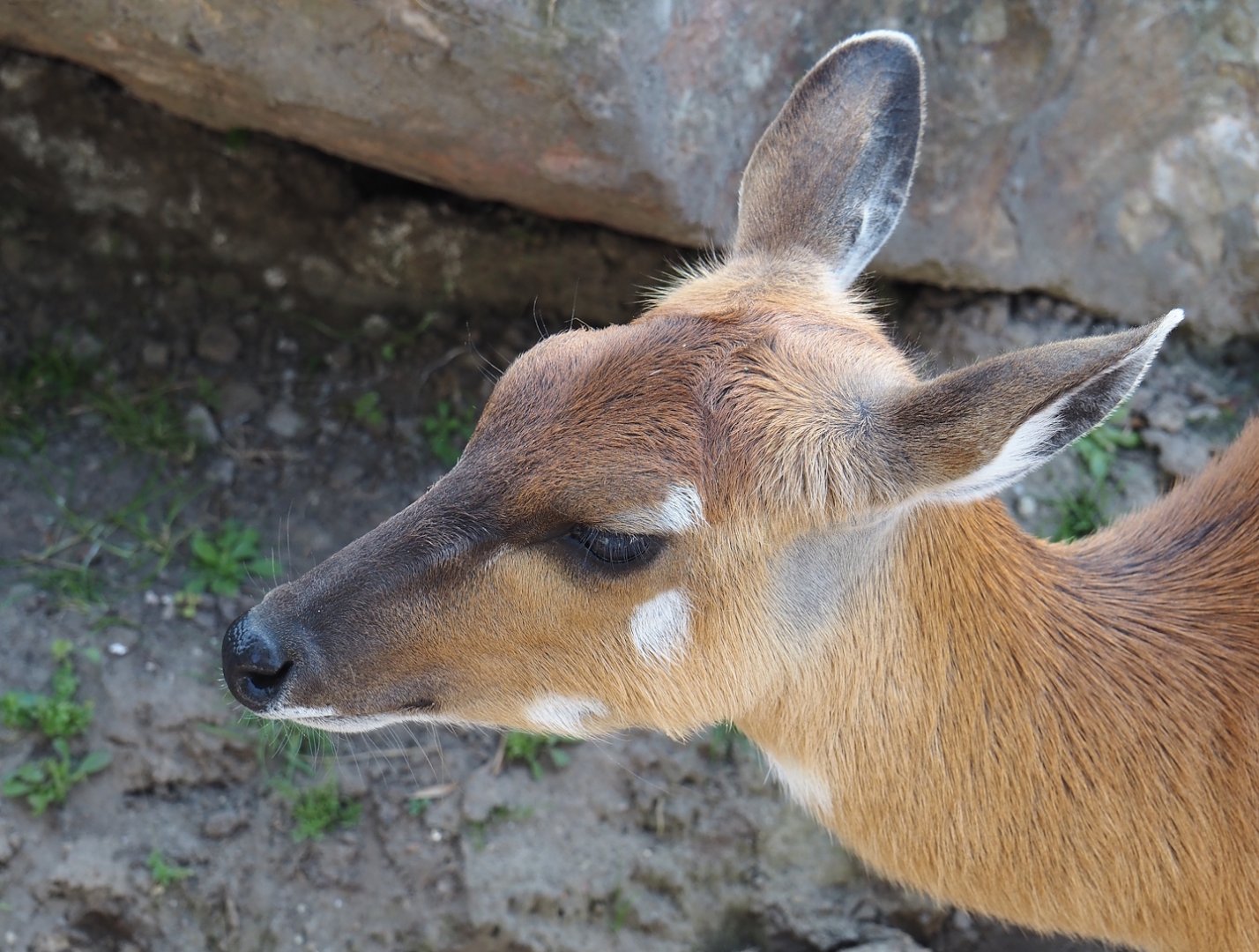Western sitatunga (Tragelaphus spekii gratus), 2025-04-30