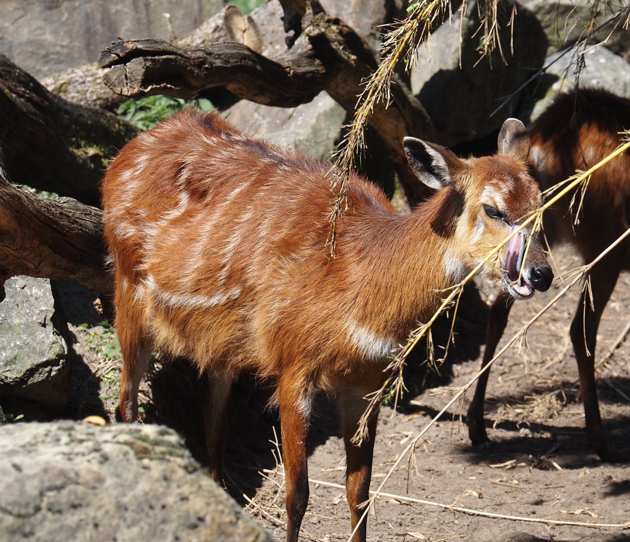 Western sitatunga (Tragelaphus spekii gratus), 2025-04-30