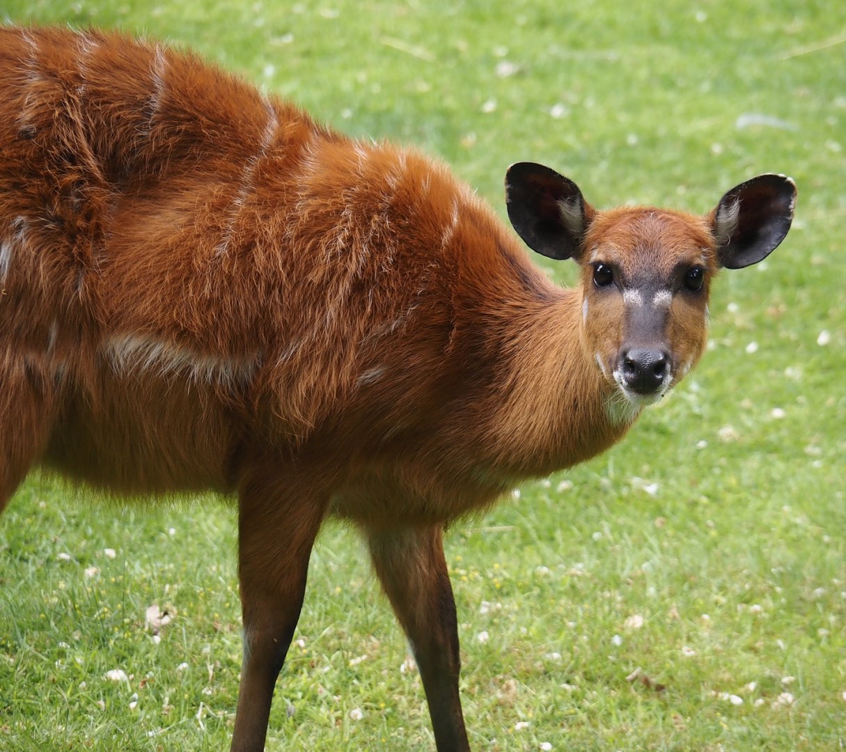 Western sitatunga (Tragelaphus spekii gratus), 2025-05-22