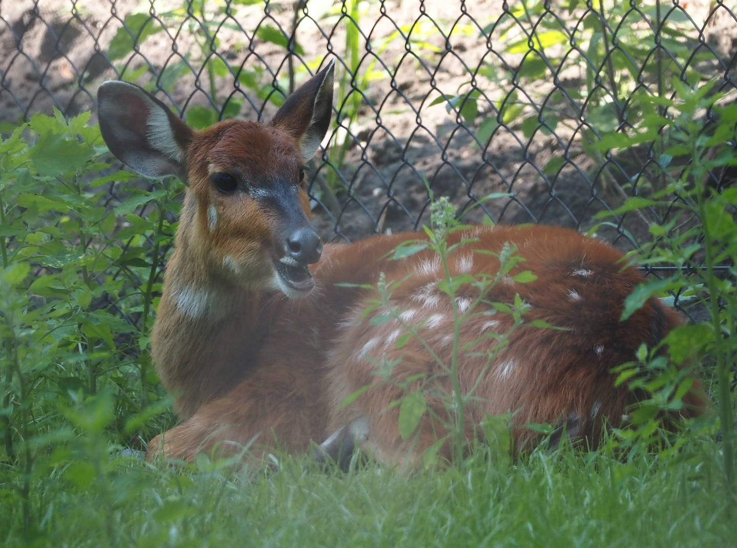 Western sitatunga (Tragelaphus spekii gratus), 2025-08-03