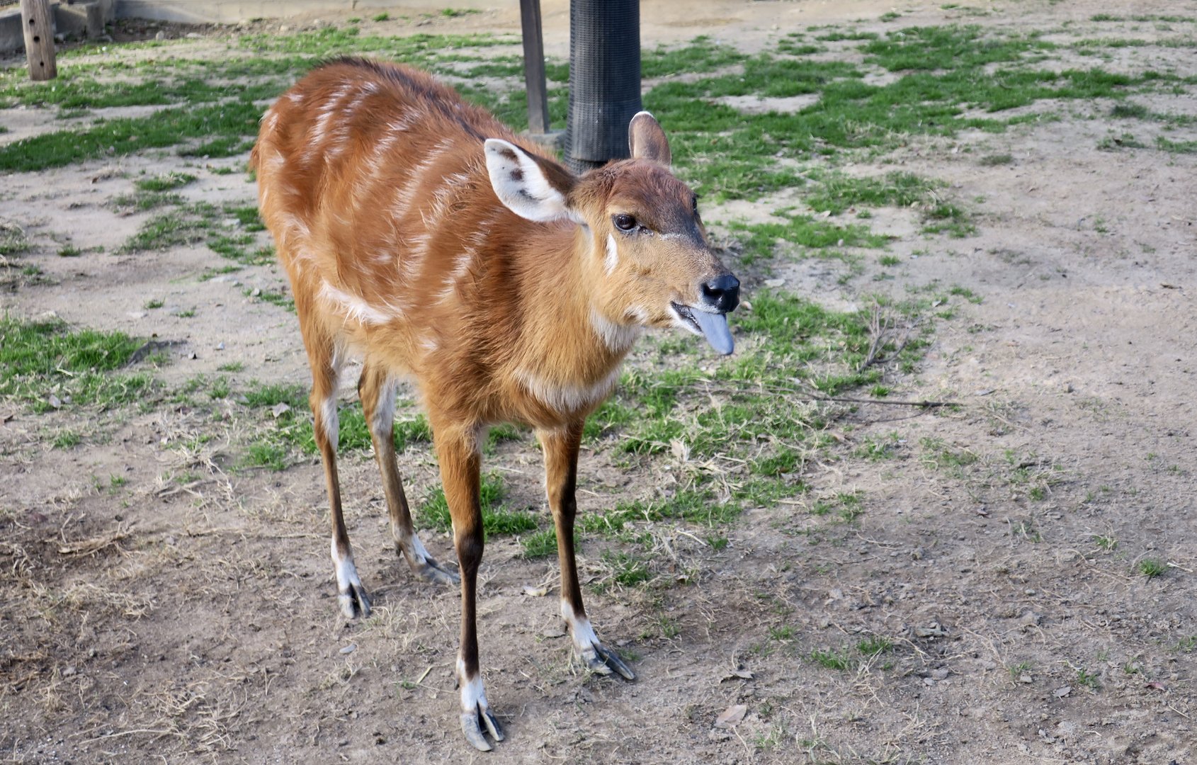Western Sitatunga (Tragelaphus spekii gratus) female