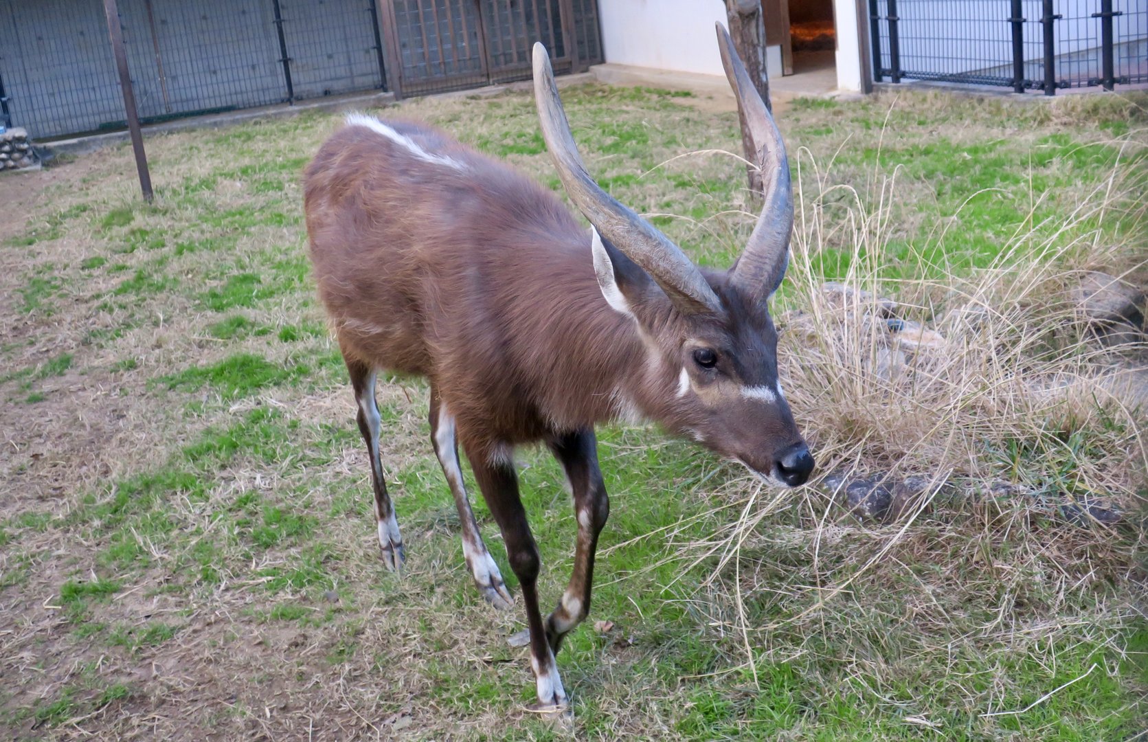 Western Sitatunga (Tragelaphus spekii gratus) male