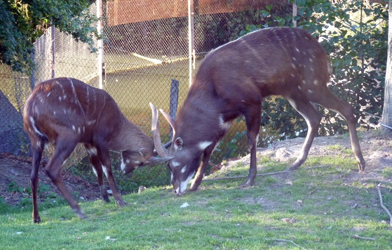 Western sitatunga (Tragelaphus spekii gratus) playing fight