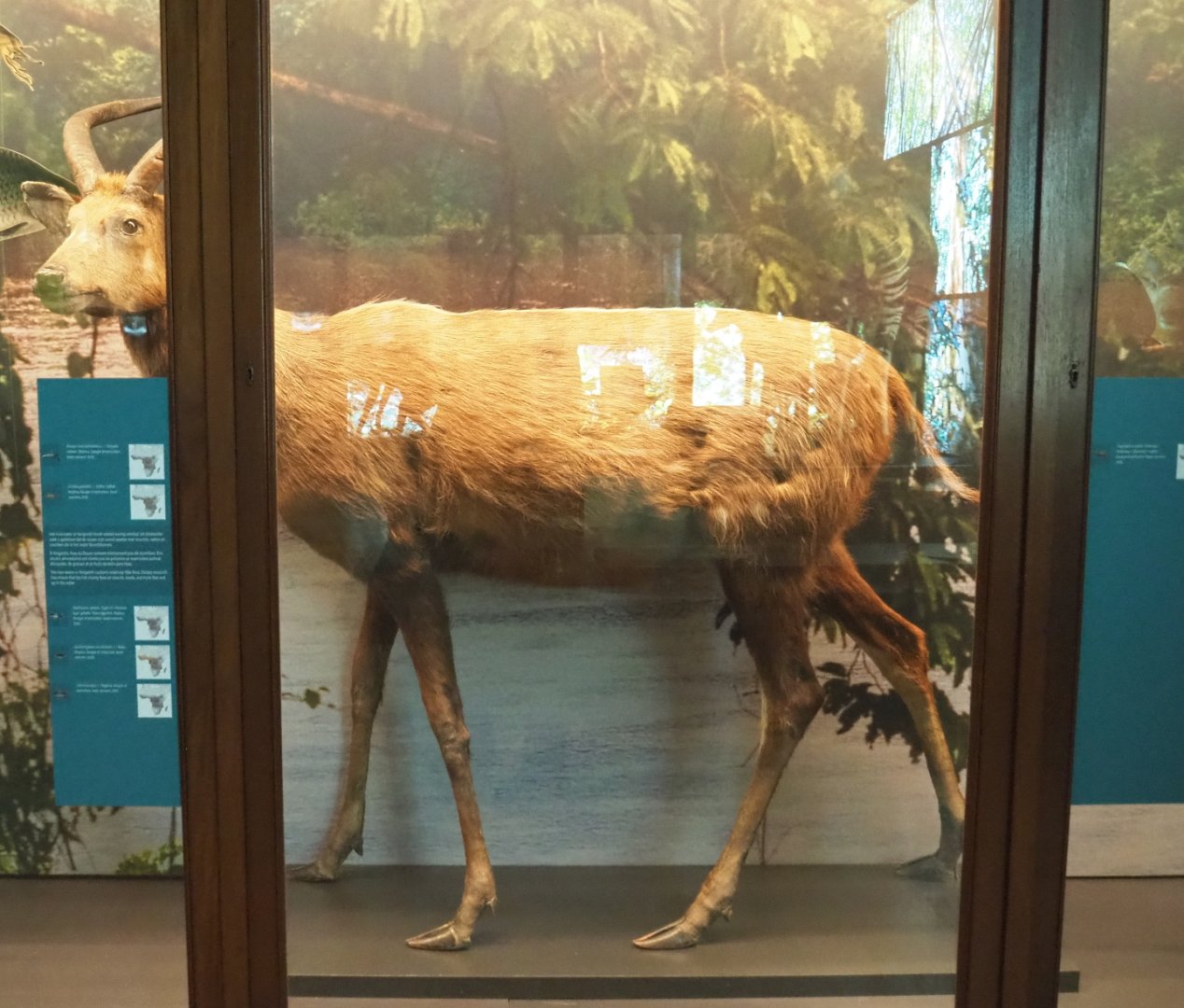 Western sitatunga (Tragelaphus spekii gratus) specimen, 2021-10-20