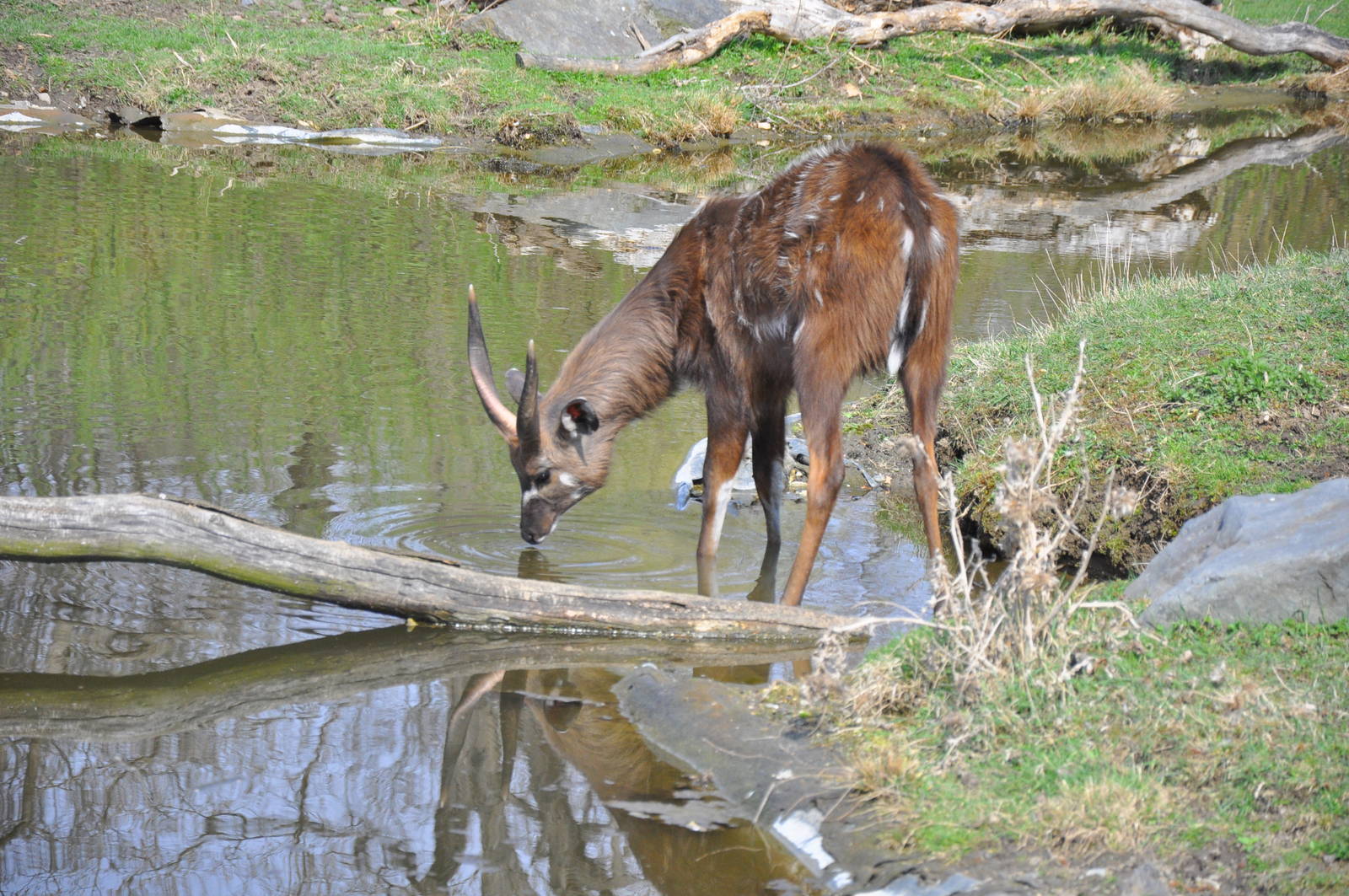 Western Sitatunga (Tragelaphus spekii gratus)