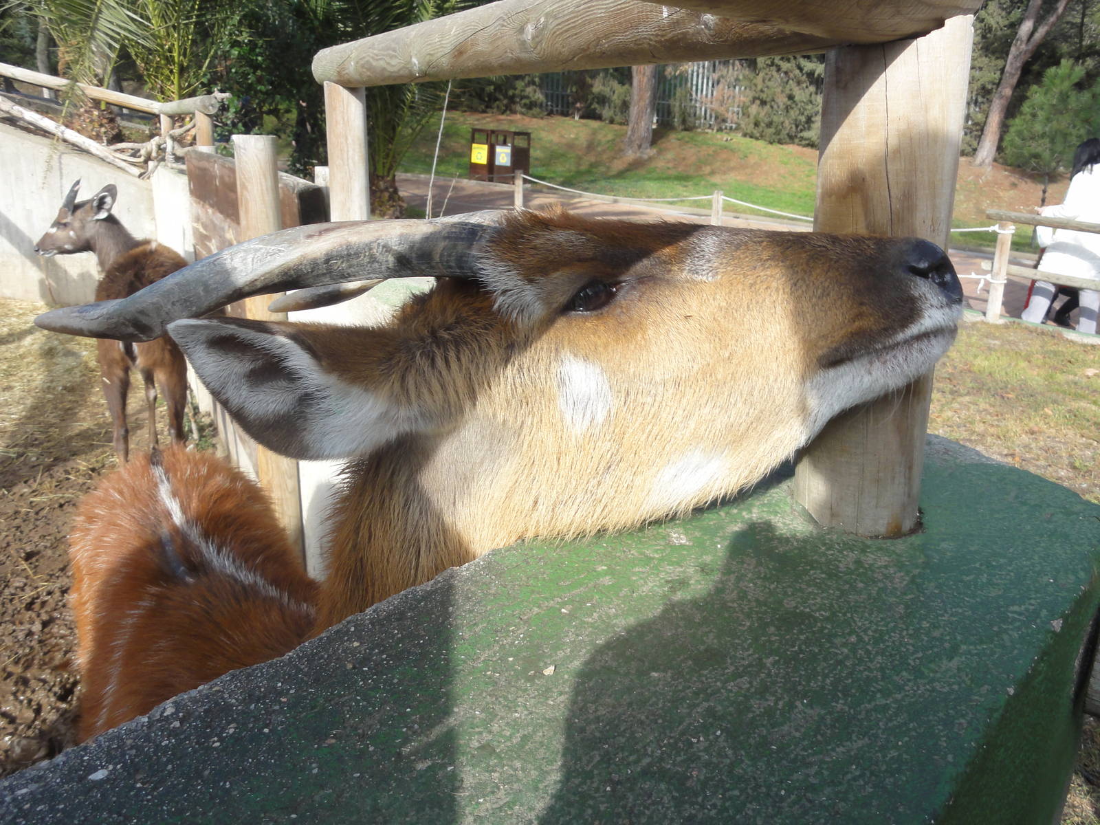 Western sitatunga (Tragelaphus spekii gratus)