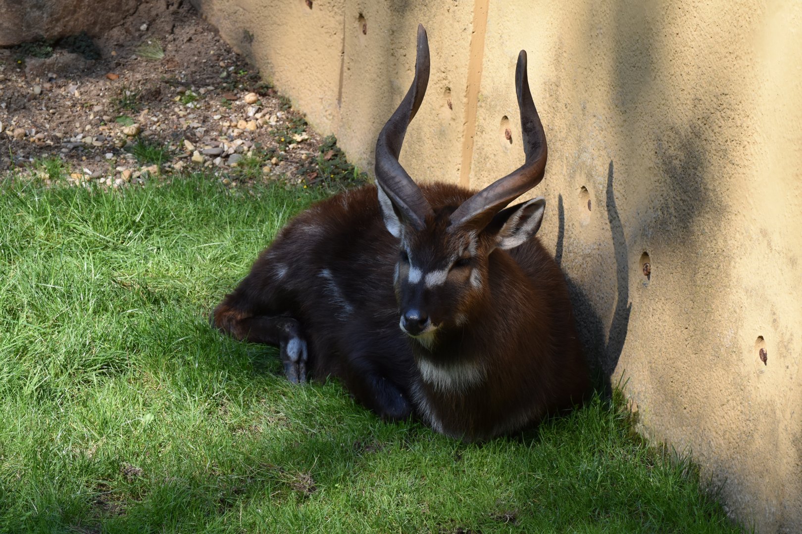 Western sitatunga (Tragelaphus spekii gratus)