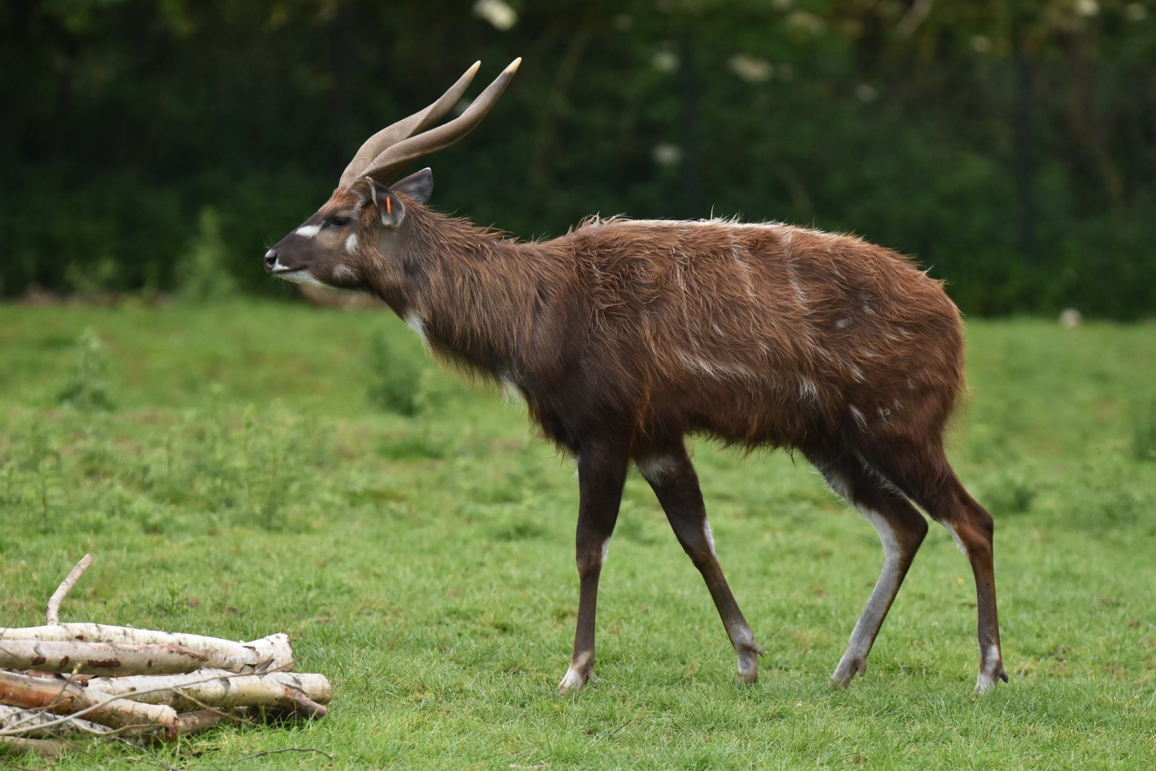 Western sitatunga (Tragelaphus spekii gratus)