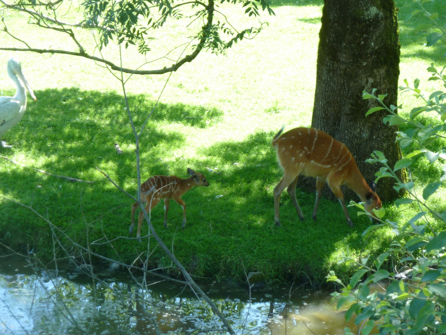 Western sitatunga - Tragelaphus spekii gratus