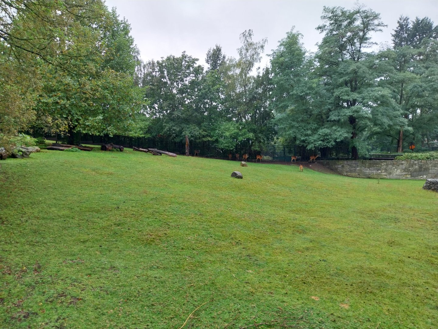 Western sitatunga (Tragelaphus spekii gratus)