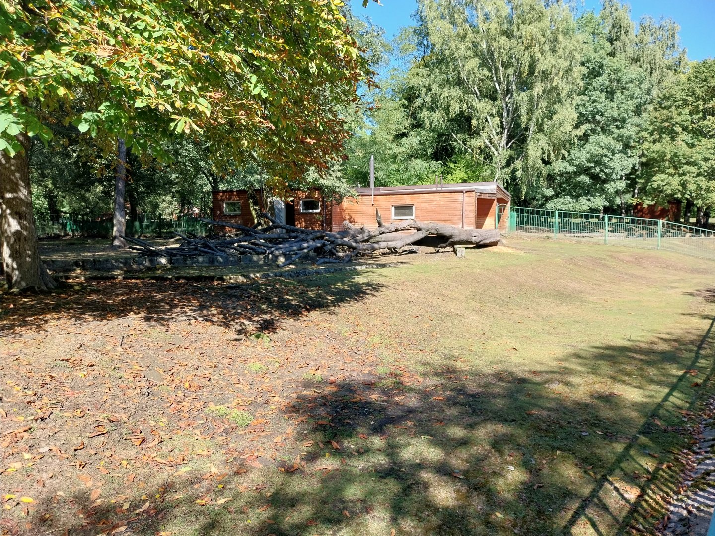 Western Sitatunga (Tragelaphus spekii gratus)