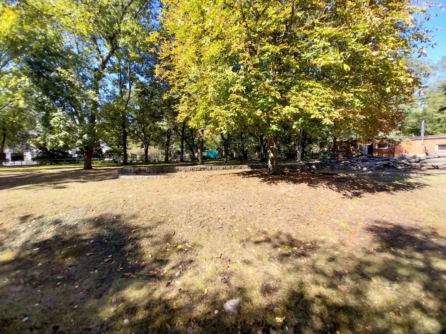 Western Sitatunga (Tragelaphus spekii gratus)