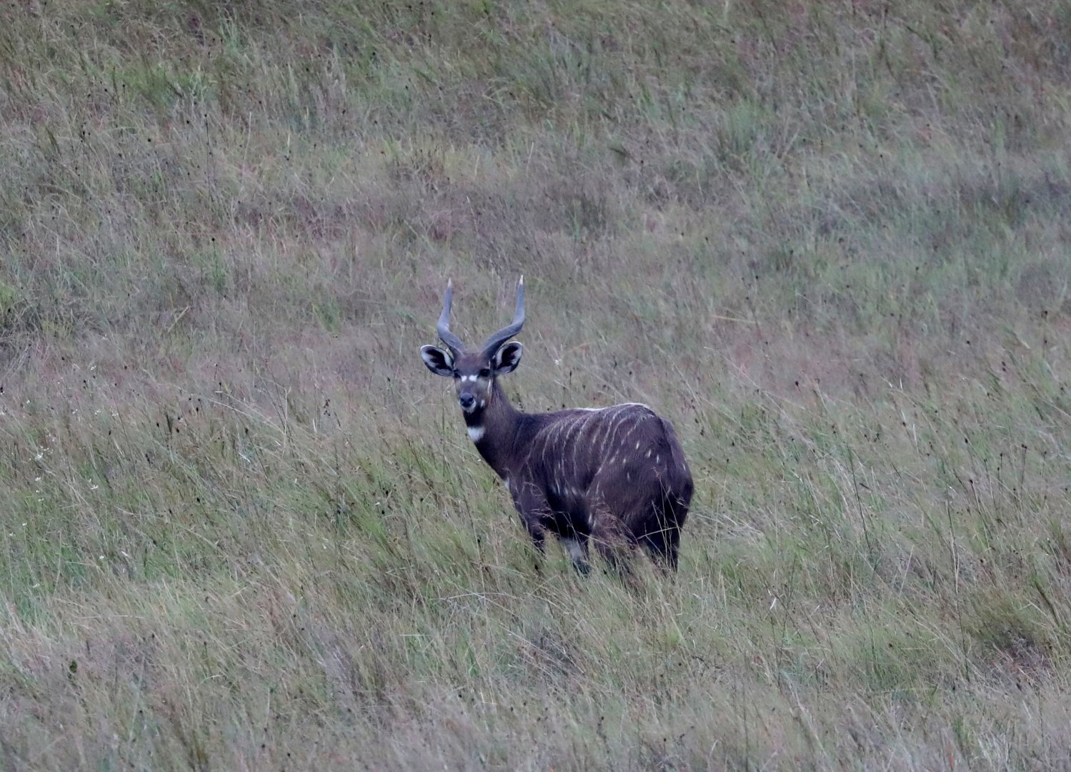 Western Sitatunga (Tragelaphus spekii gratus)