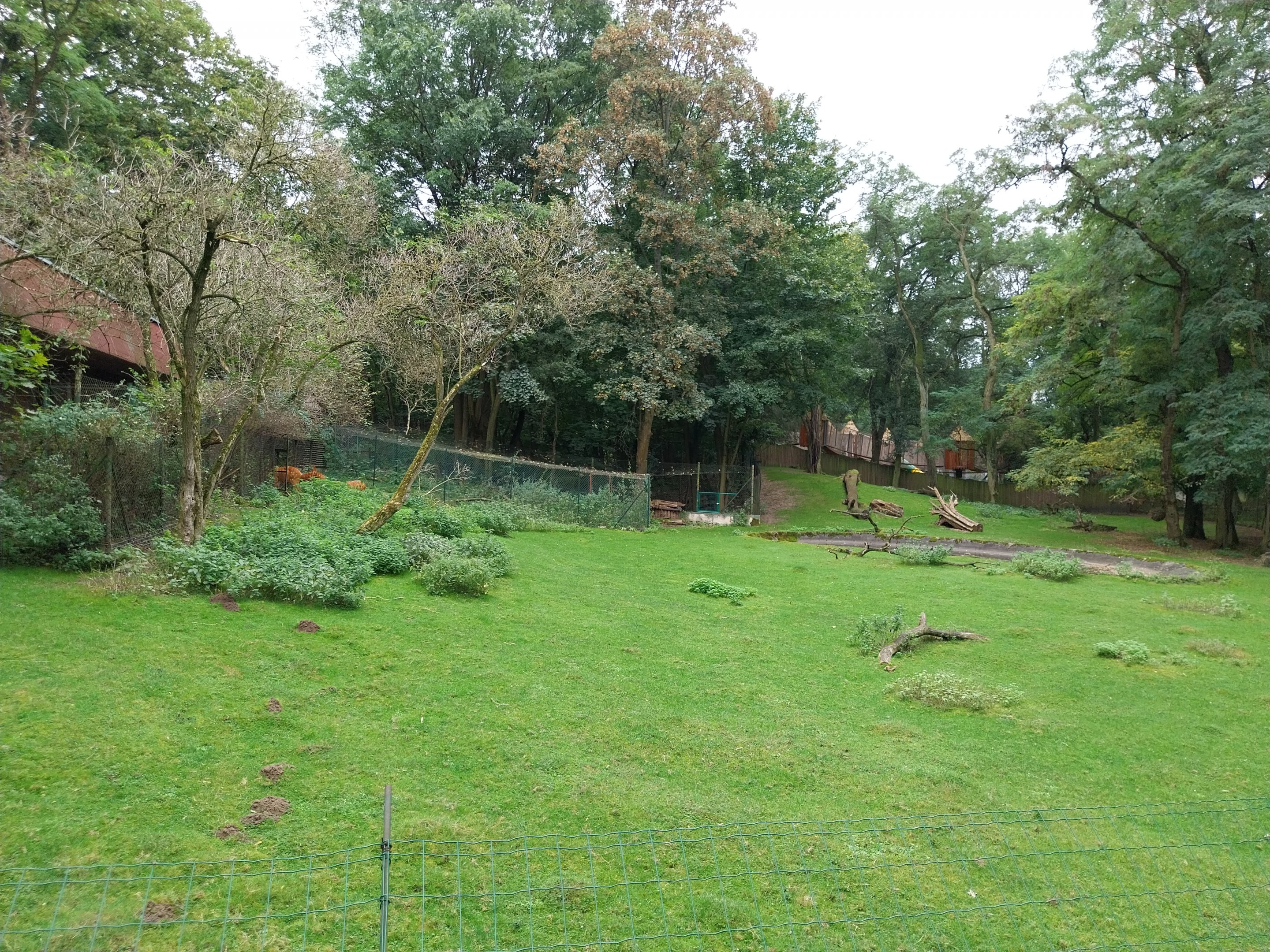 Western Sitatunga (Tragelaphus spekii gratus)