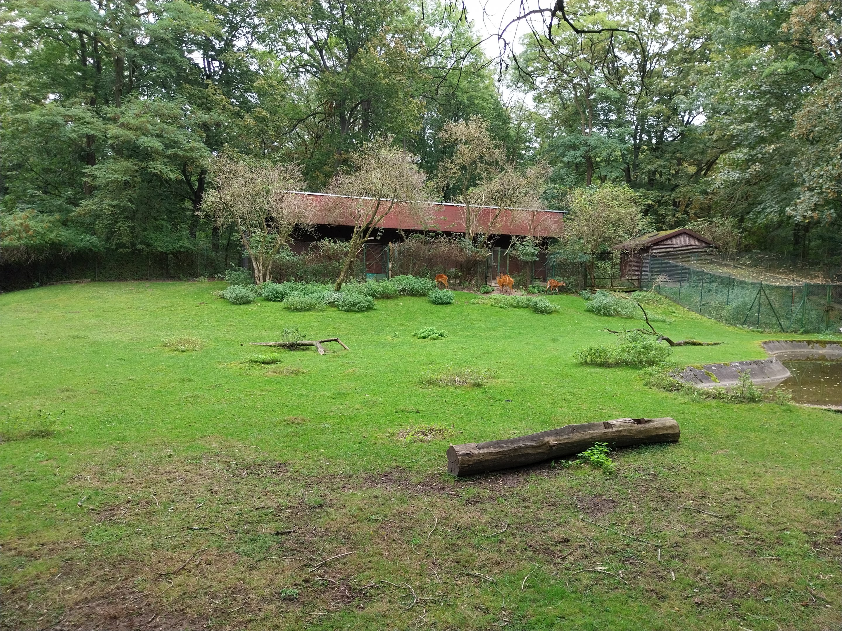 Western Sitatunga (Tragelaphus spekii gratus)