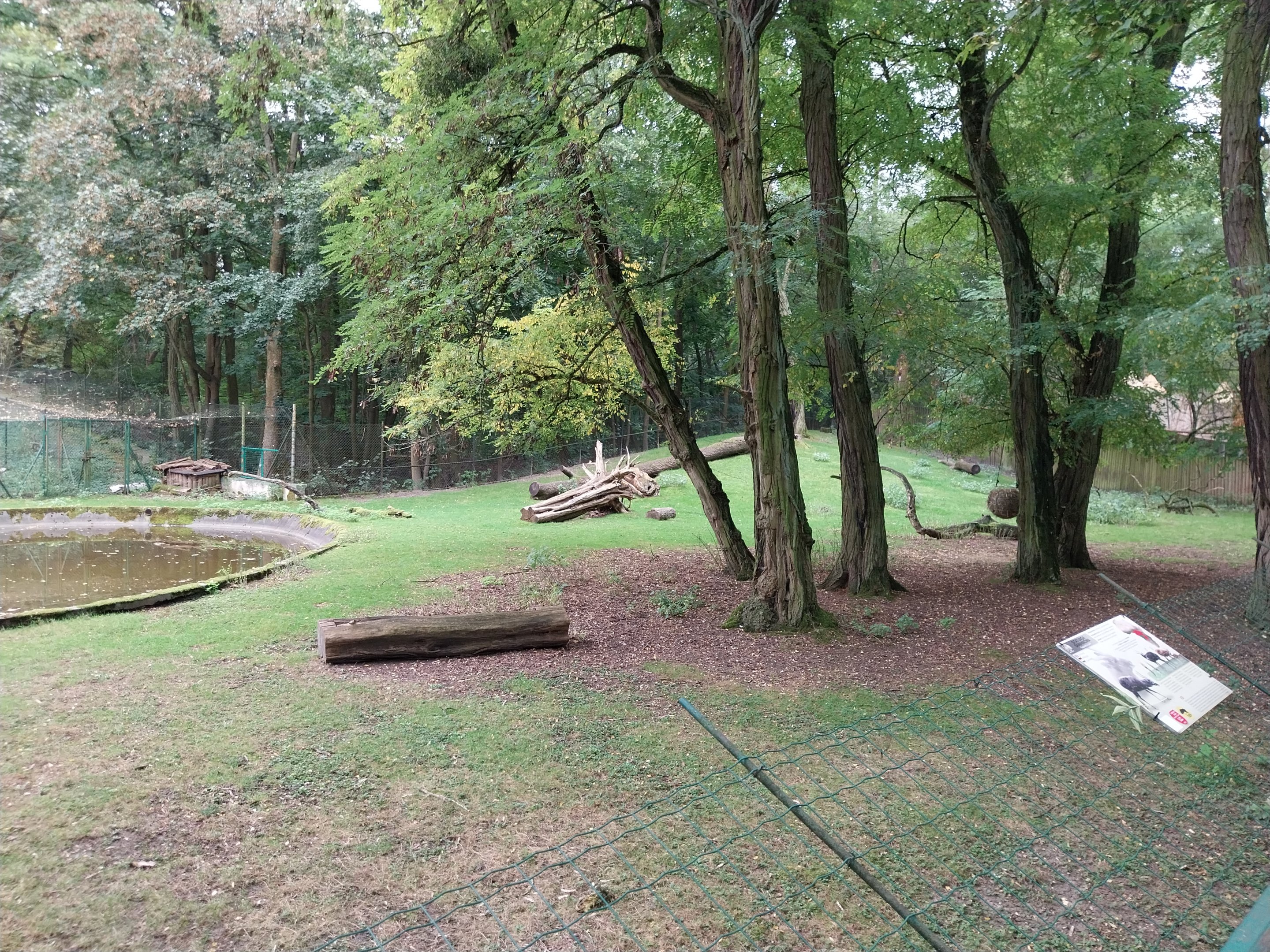Western Sitatunga (Tragelaphus spekii gratus)