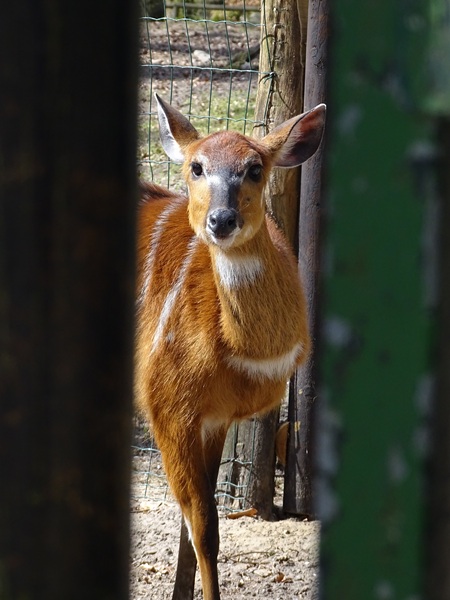 Western sitatunga (Tragelaphus spekii gratus)