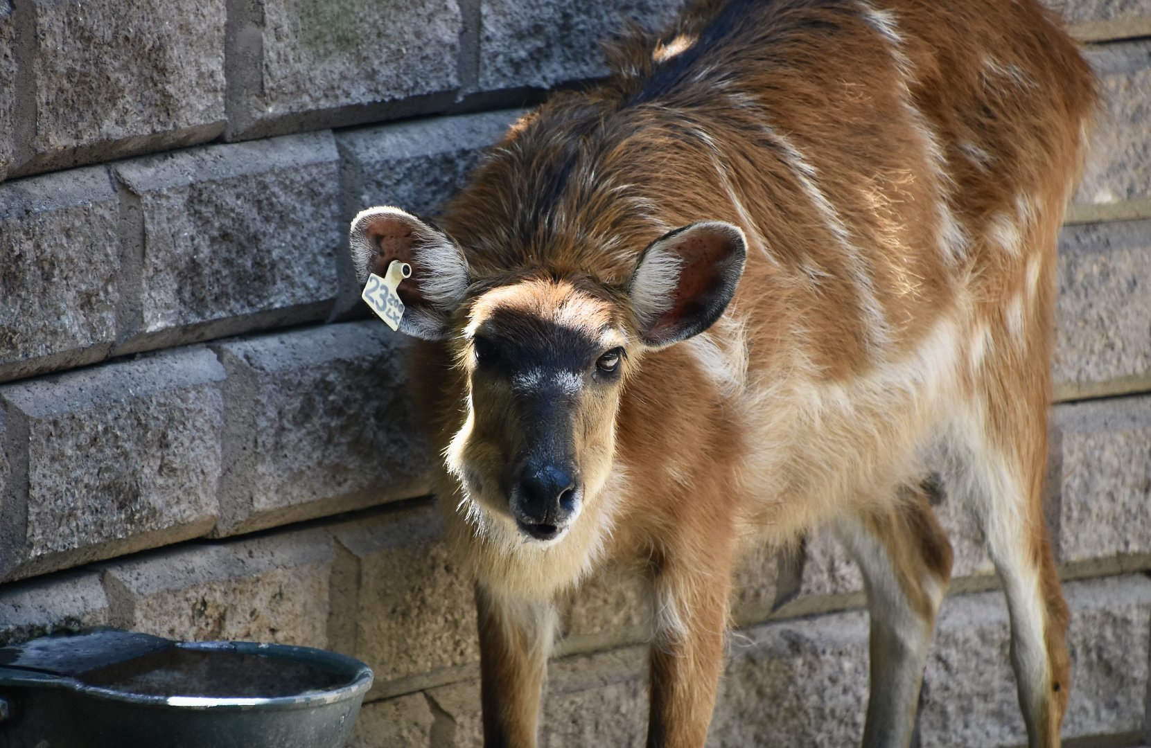 Western Sitatunga (Tragelaphus spekii gratus)