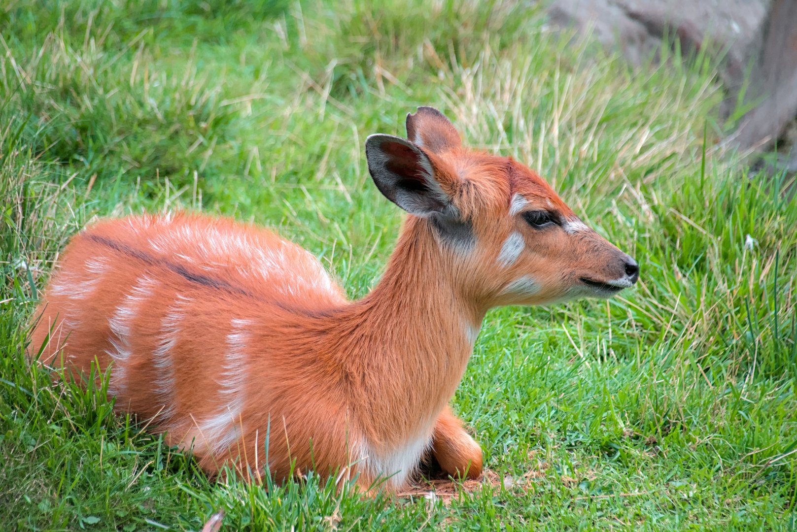 Western sitatunga (Tragelaphus spekii gratus)
