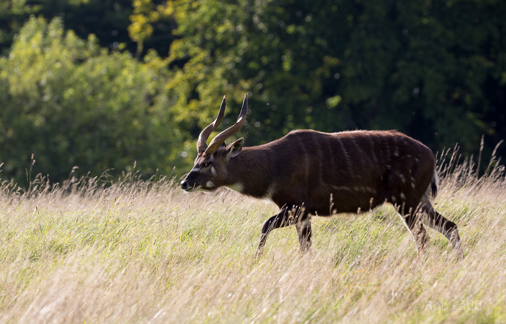 Western sitatunga : Whipsnade : 25 Aug 2017