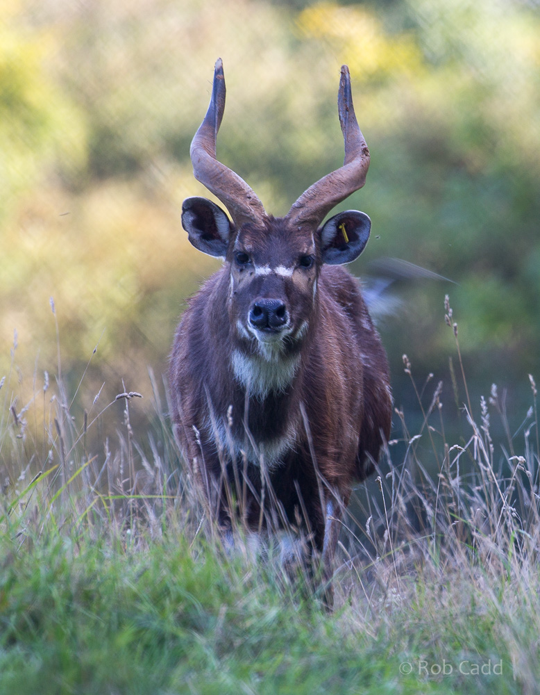 Western sitatunga : Whipsnade : 25 Aug 2017