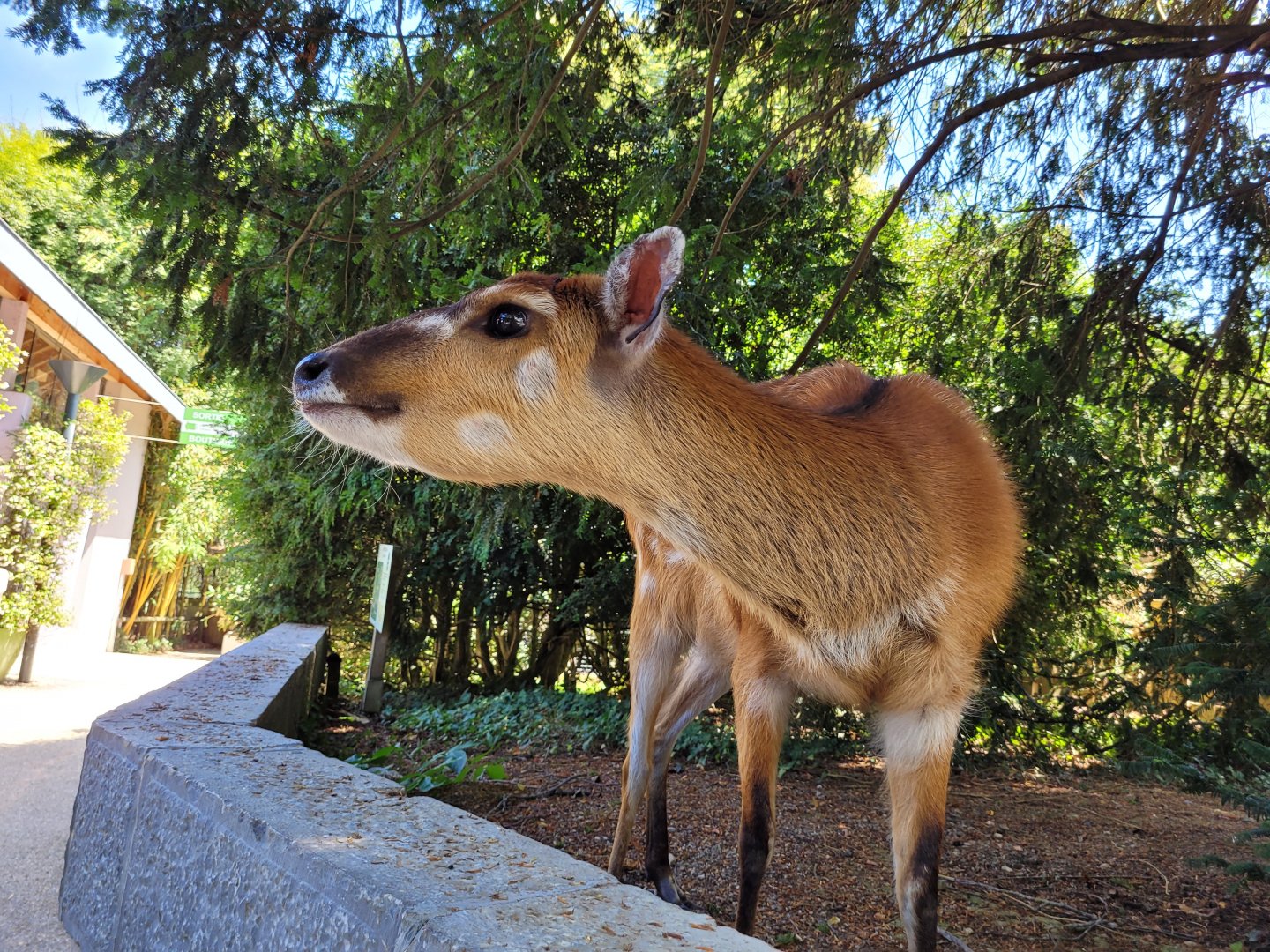 Western sitatunga "Whisky" -Zoo d'Asson (2022)