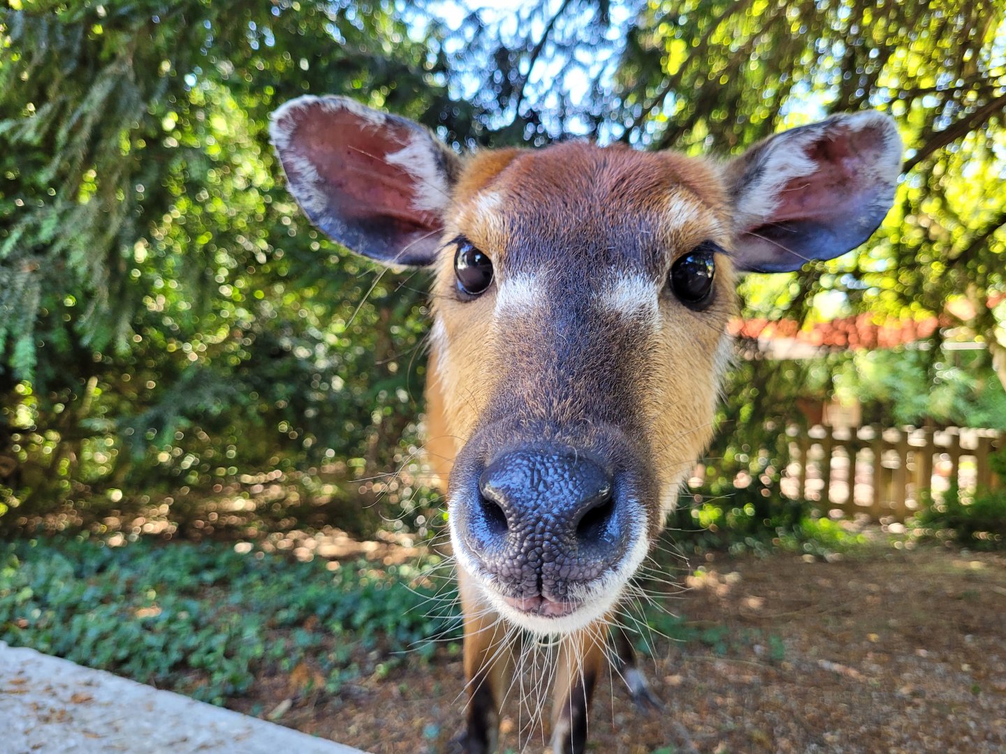 Western sitatunga "Whisky" -Zoo d'Asson (2022)