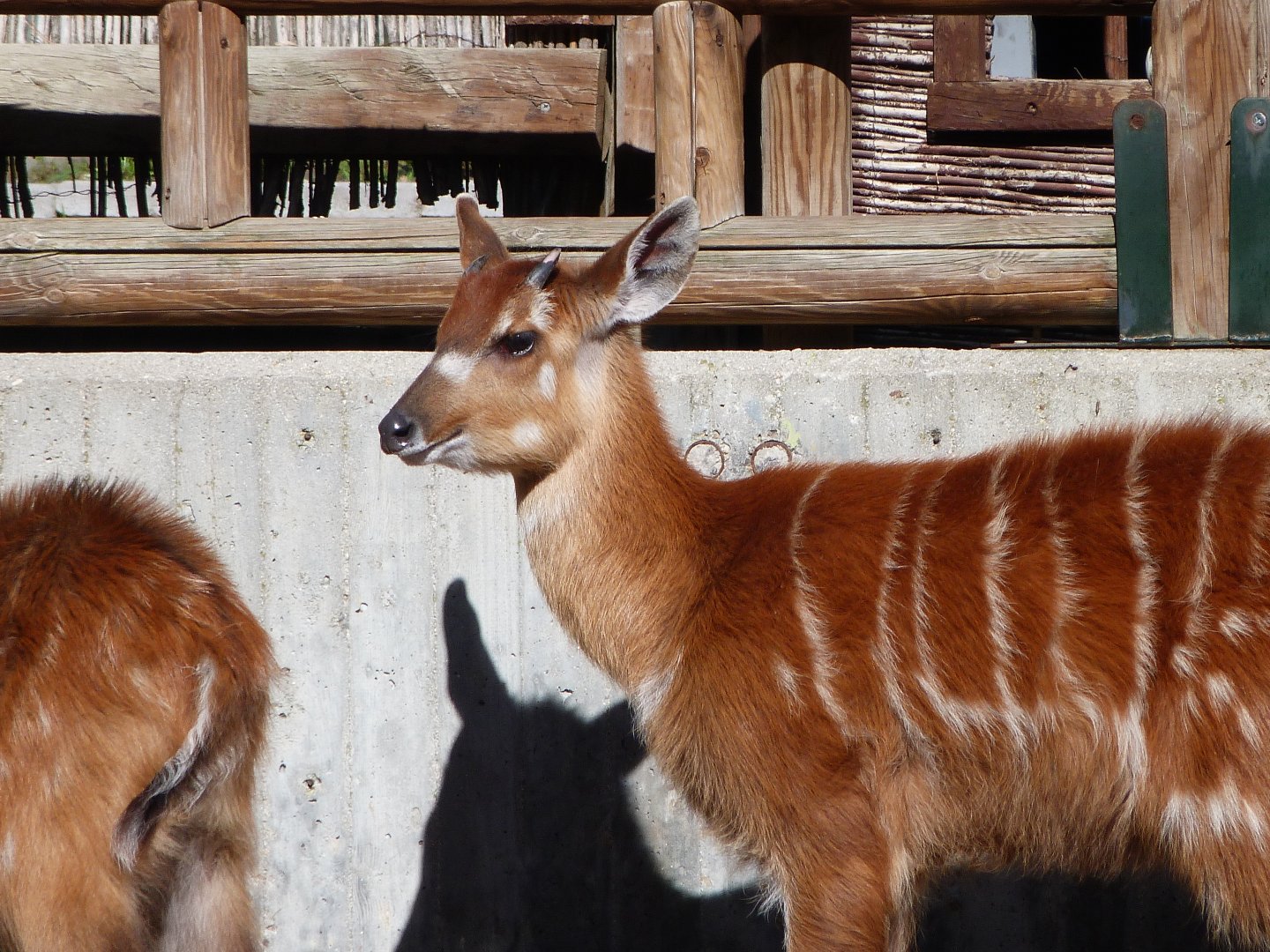 Western sitatunga -Zoo Aquarium de Madrid (2025)