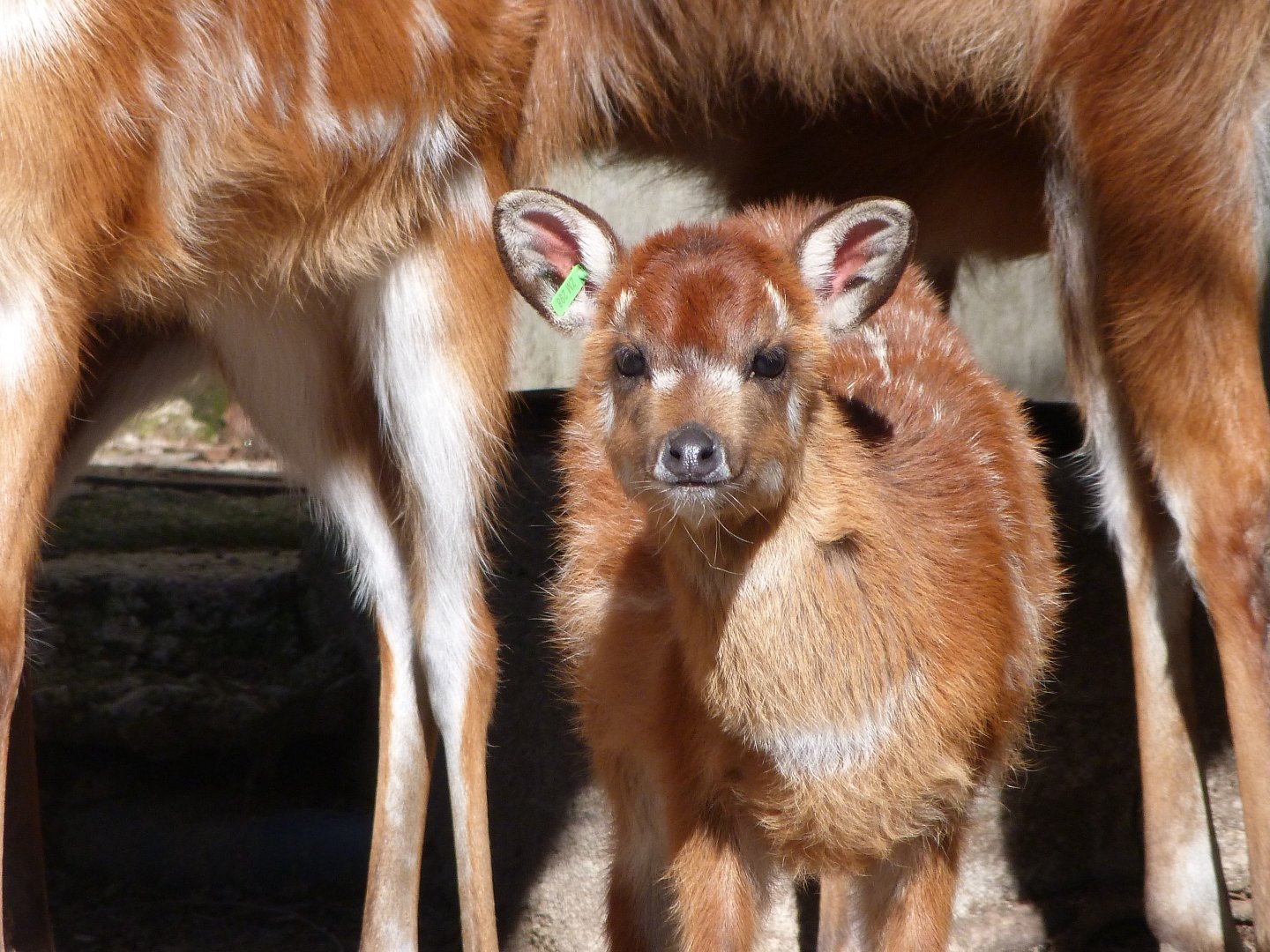 Western sitatunga -Zoo Aquarium de Madrid (2025)