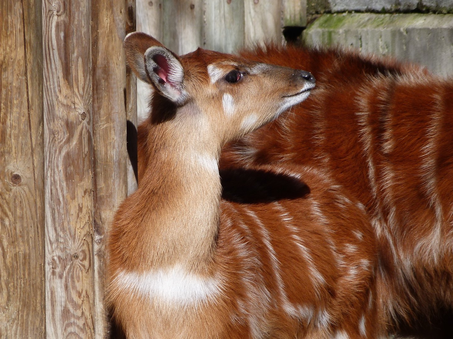 Western sitatunga -Zoo Aquarium de Madrid (2025)