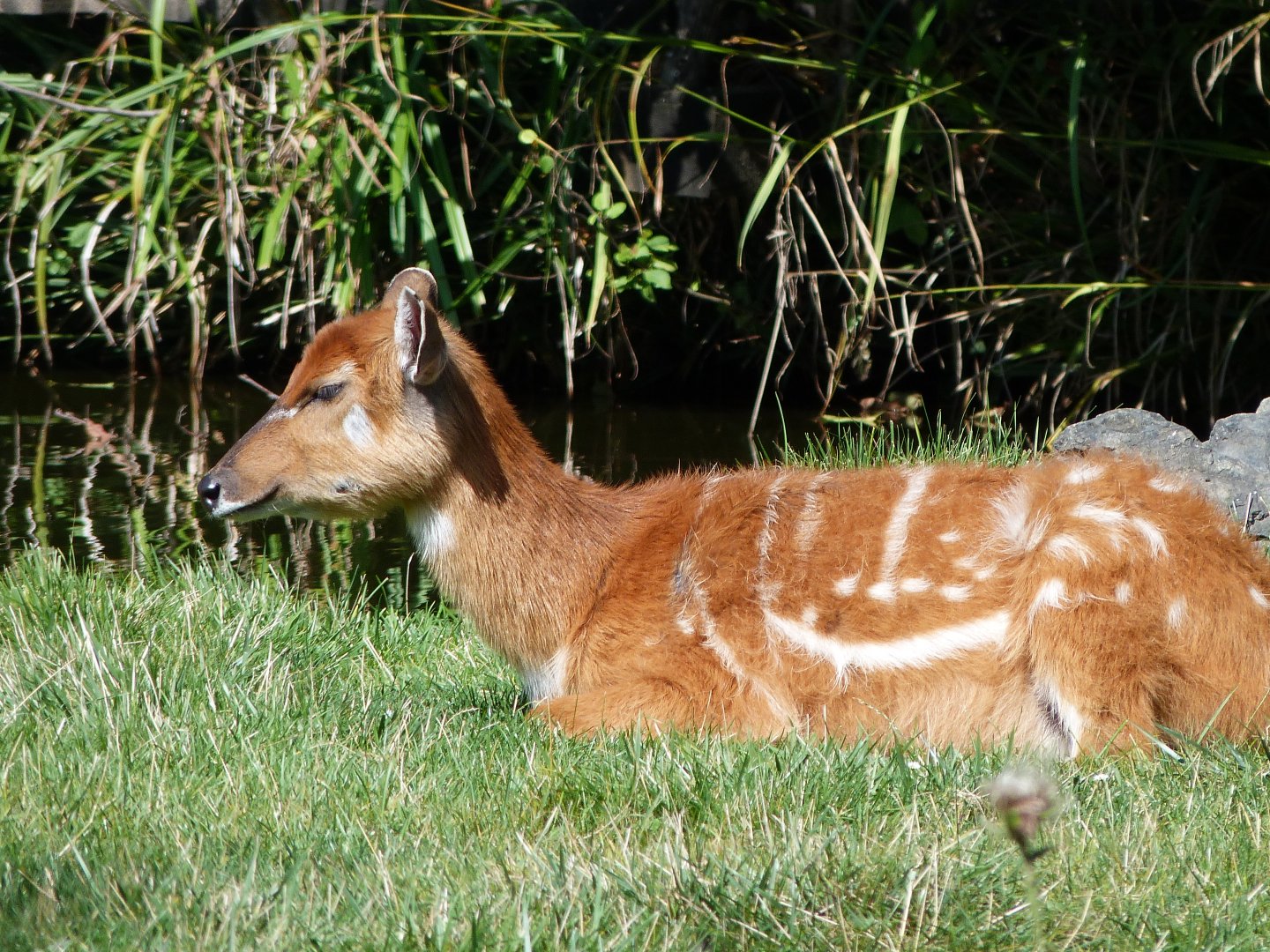 Western sitatunga -Zoo Praha (2025)