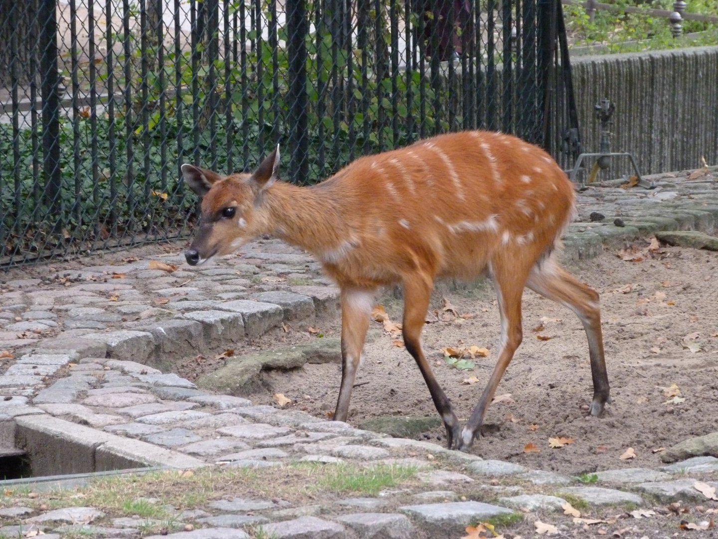 Western sitatunga -Zoologischer Garten Berlin (2024)