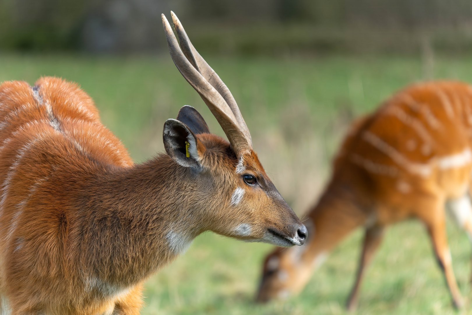 Western Sitatunga, ZSL Whipsnade