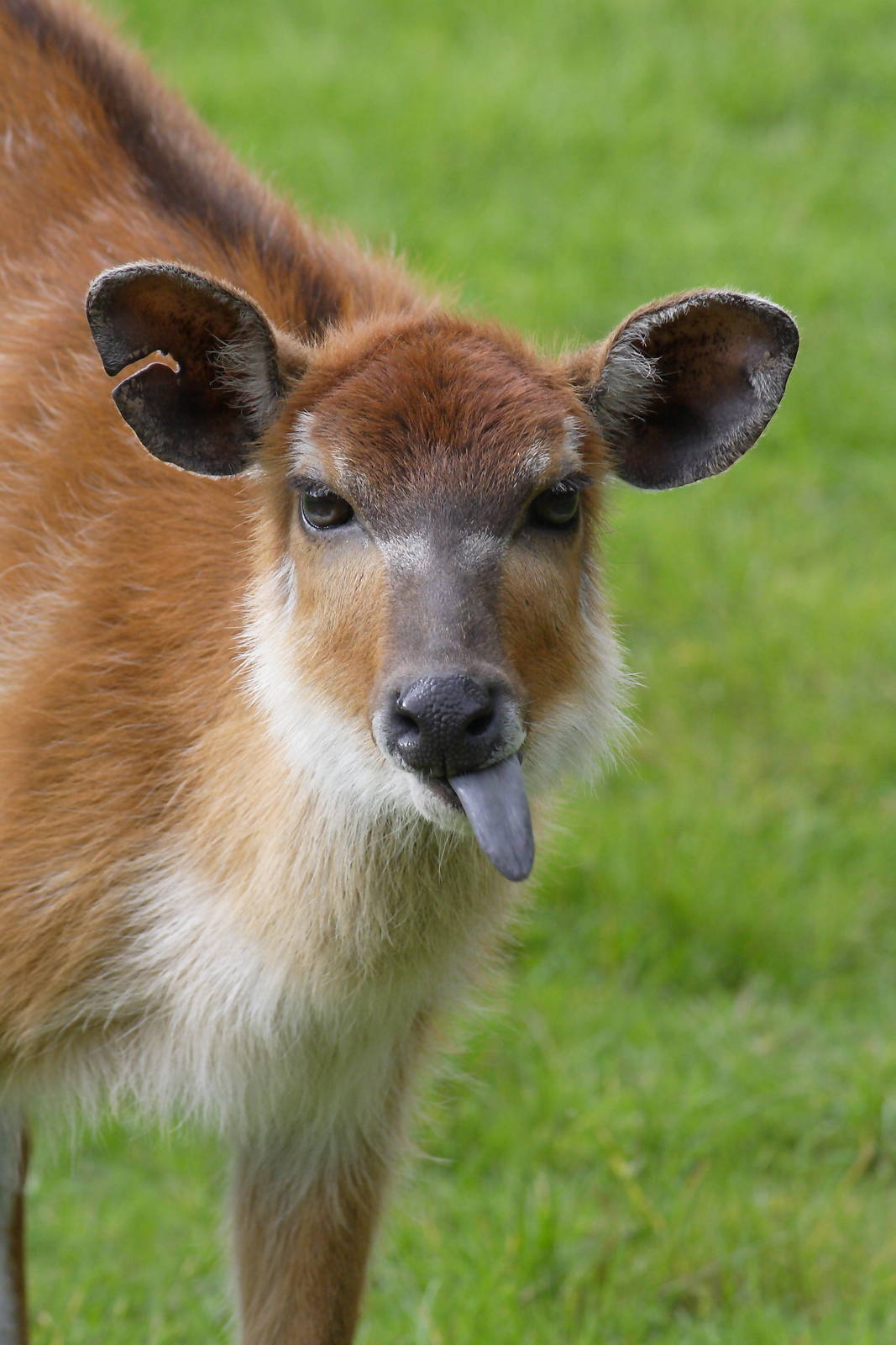 Western sitatunga