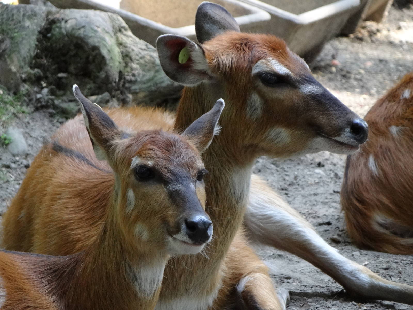 Western Sitatunga