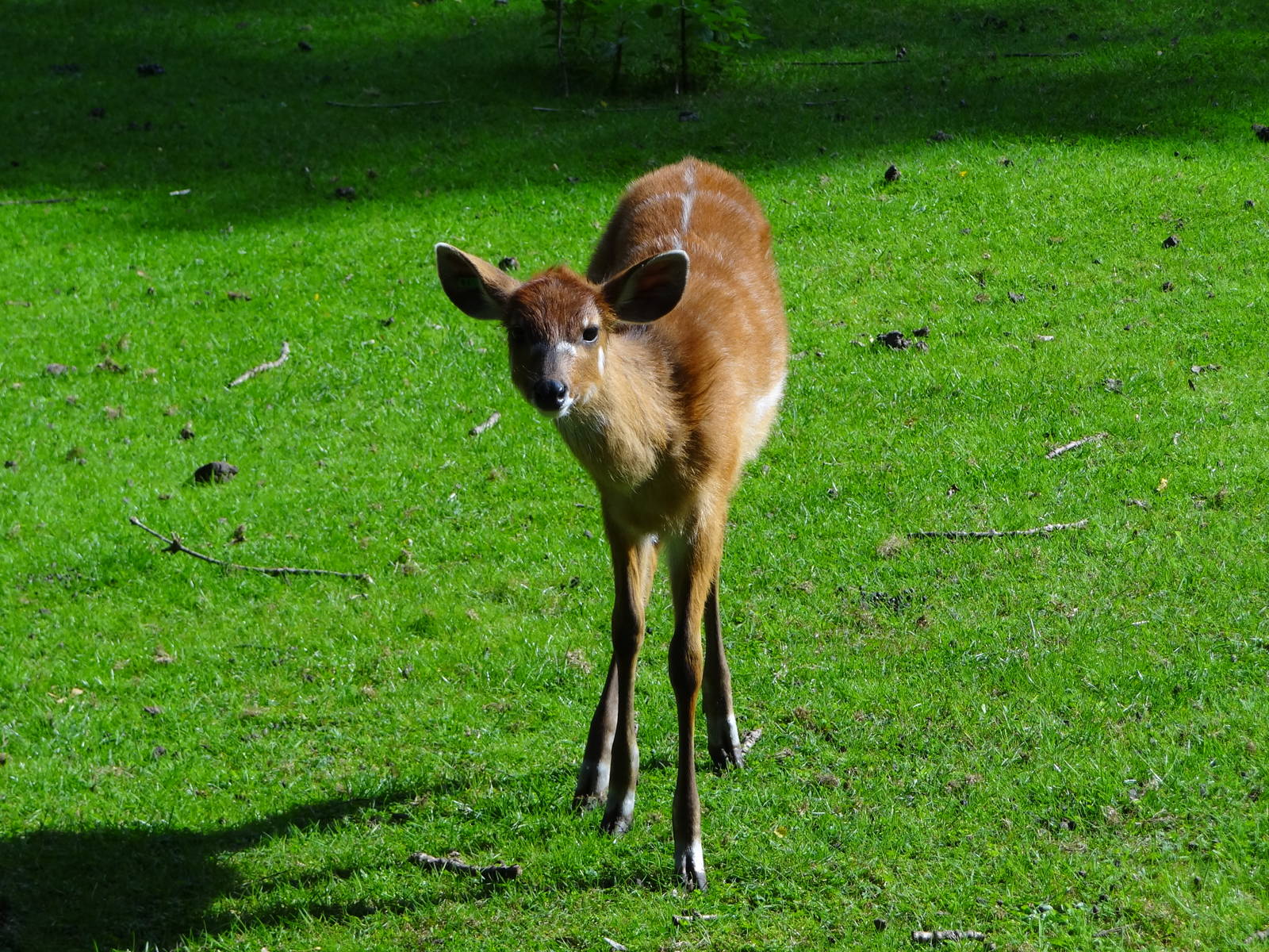 Western Sitatunga