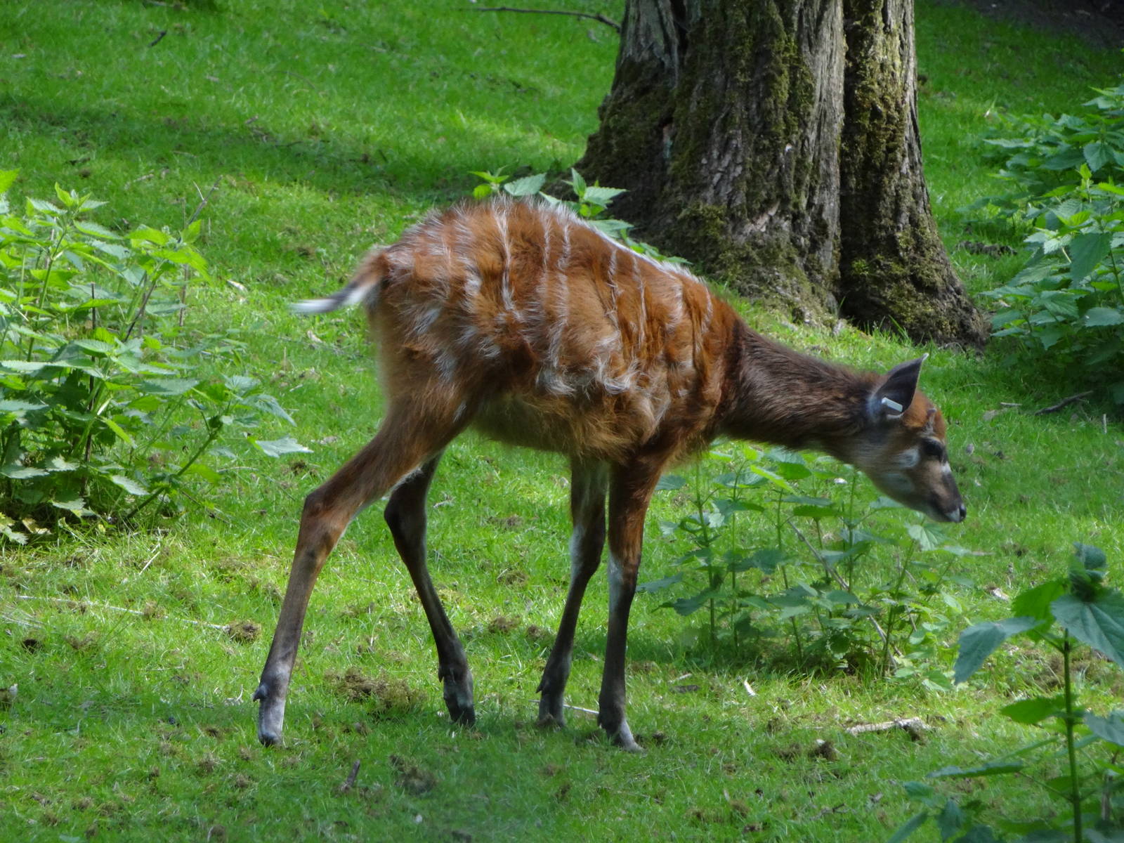 Western Sitatunga