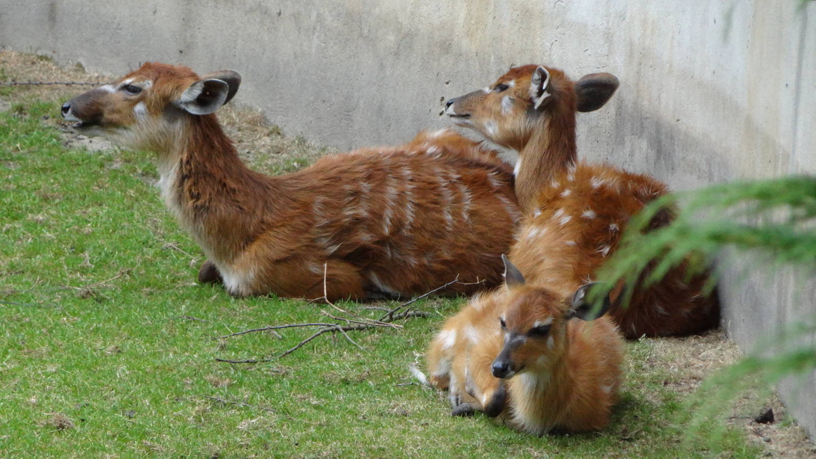 Western Sitatunga