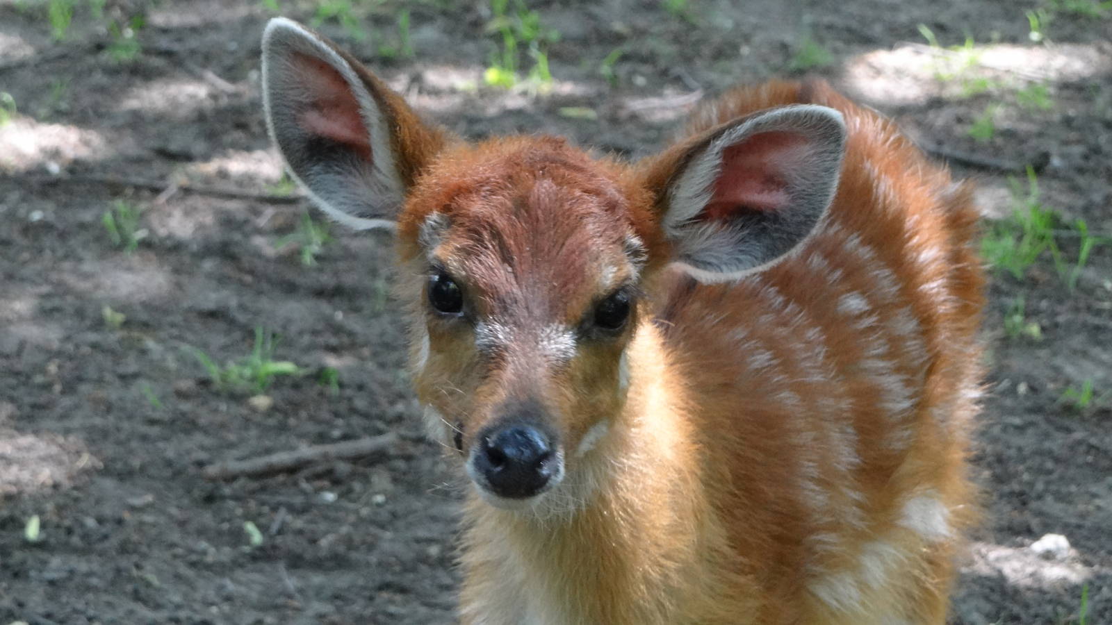 Western Sitatunga